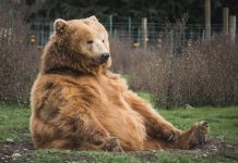Bitcoin On-Chain Activity Lags Behind Price Action, But Why?