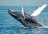 Polygon Whale Deposits $12M In MATIC To Coinbase, Damper For Latest Rally?