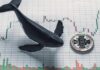 Whales Add 4,230 BTC, Signaling Potential Price Reversal